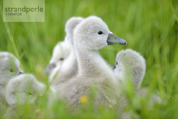 Höckerschwan-Küken (Cygnus olor) auf einer Wiese