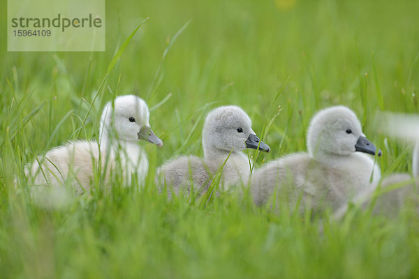 Höckerschwan-Küken (Cygnus olor) auf einer Wiese