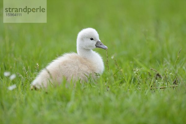 Höckerschwan-Küken (Cygnus olor) auf einer Wiese