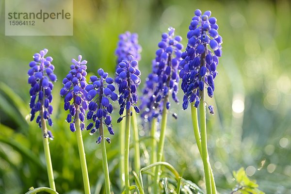 Weinbergs-Traubenhyazinthe (Muscari neglectum)