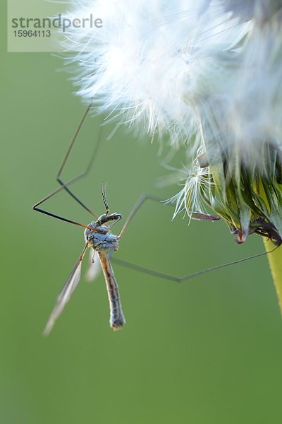 Kohlschnake (Tipula oleracea) an einer Pusteblume