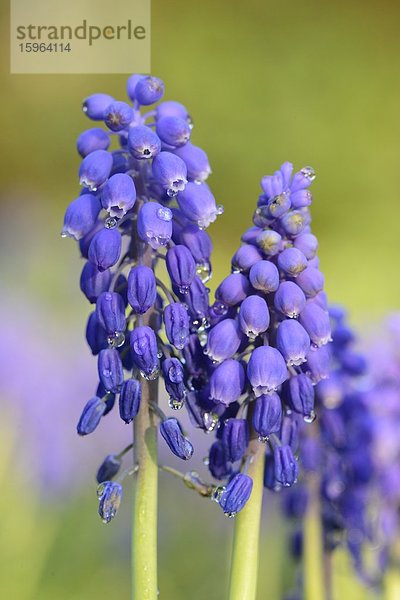 Weinbergs-Traubenhyazinthe (Muscari neglectum)