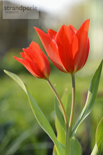 Blühende Tulpen