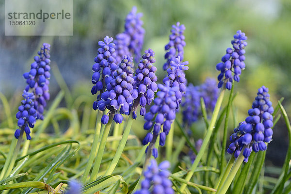 Weinbergs-Traubenhyazinthe (Muscari neglectum)