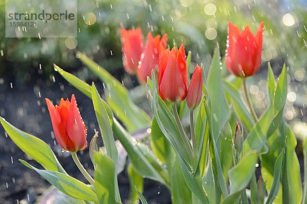 Blühende Tulpen im Regen