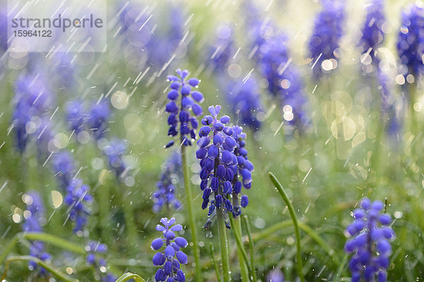 Weinbergs-Traubenhyazinthe (Muscari neglectum) im Regen