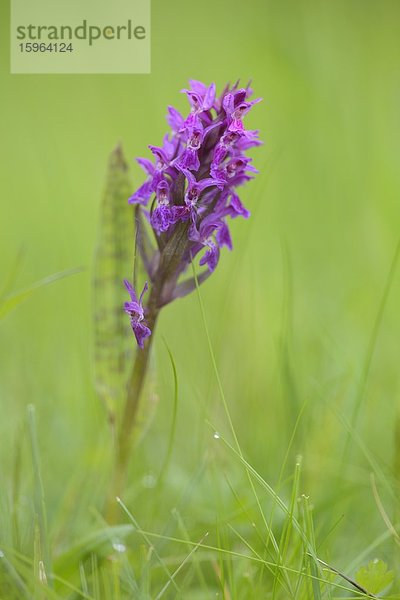 Breitblättriges Knabenkraut (Dactylorhiza majalis)