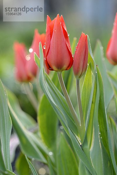 Blühende Tulpen