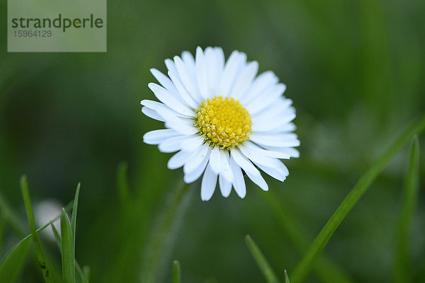 Gänseblümchen (Bellis perennis)