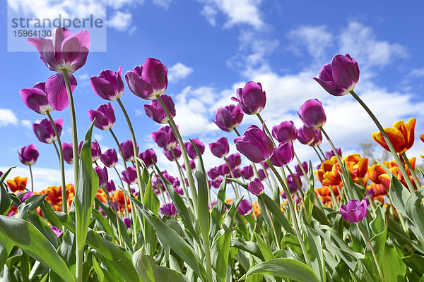 Blühende Tulpen