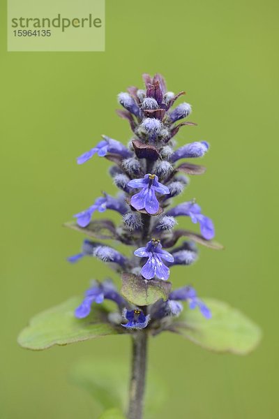 Kleine Braunelle (Prunella vulgaris)