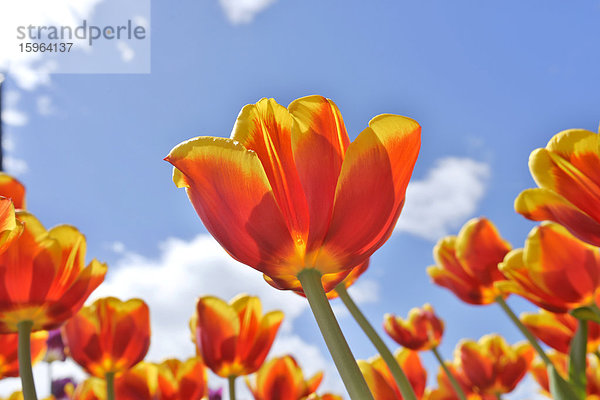 Blühende Tulpen