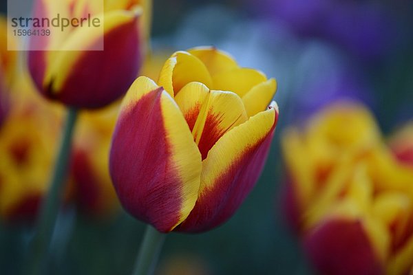 Blühende Tulpen