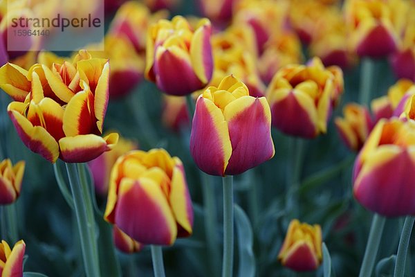 Blühende Tulpen