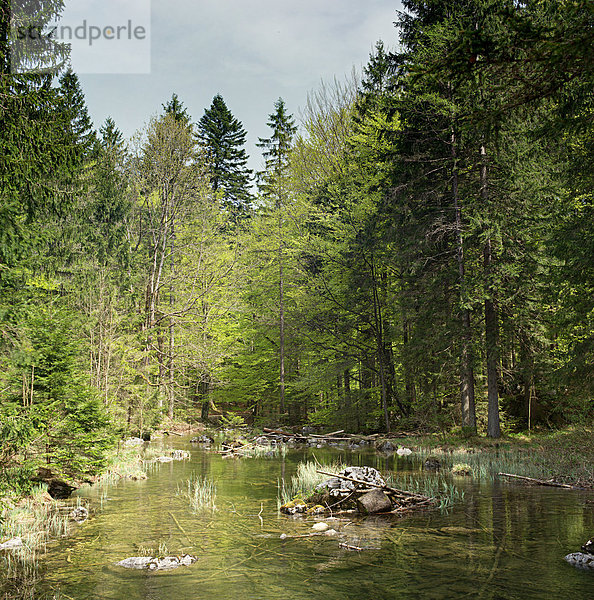 Fluss in einem Wald in Oberösterreich  Österreich