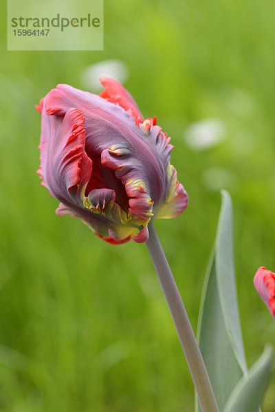 Blüte einer Tulpe