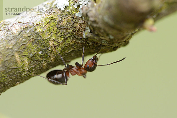 Rote Waldameise (Formica rufa) an einem Ast