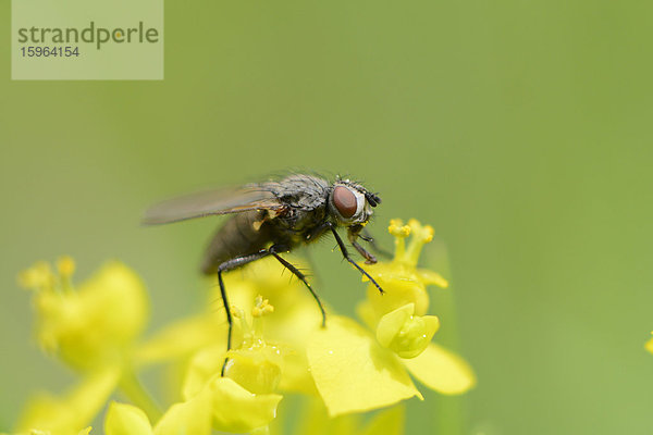 Schmeißfliege (Calliphoridae) auf einer Blüte