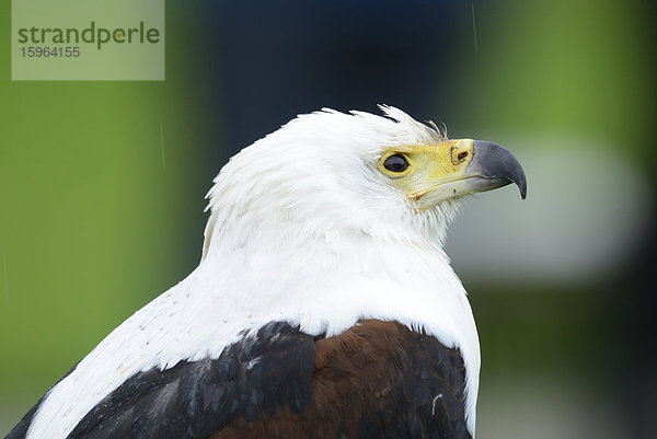 Schreiseeadler (Haliaeetus vocifer)  close-up