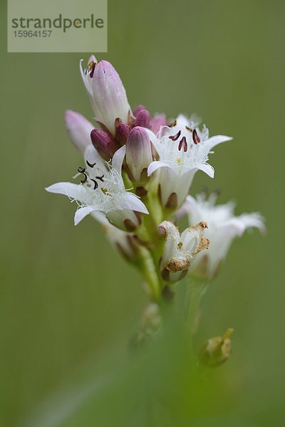 Blühender Fieberklee (Menyanthes trifoliata)