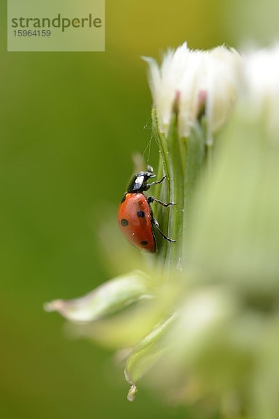 Siebenpunkt-Marienkäfer (Coccinella septempunctata) auf einer Pflanze