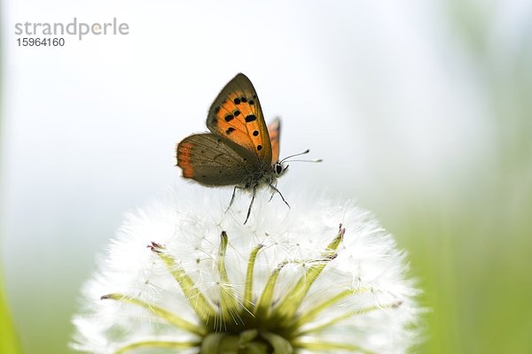 Dukatenfalter (Lycaena virgaureae) an einer Pusteblume