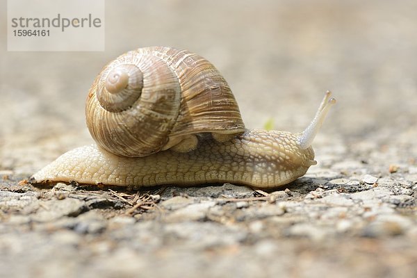 Weinbergschnecke (Helix pomatia)  close-up