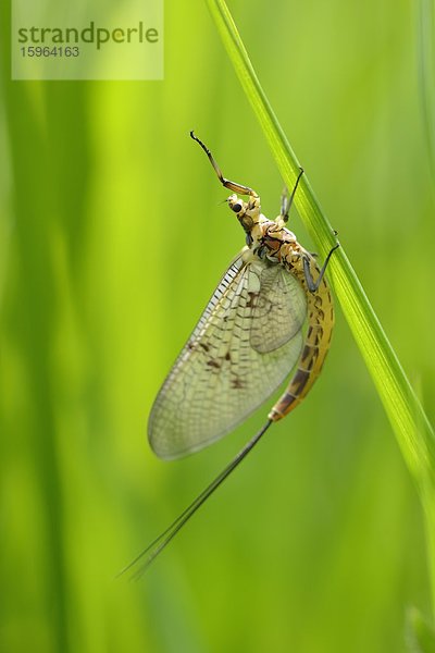 Große Eintagsfliege (Ephemera danica) auf Gras