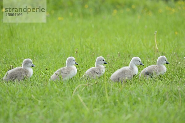 Höckerschwan-Küken (Cygnus olor) auf einer Wiese