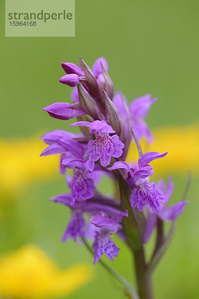 Breitblättriges Knabenkraut (Dactylorhiza majalis)