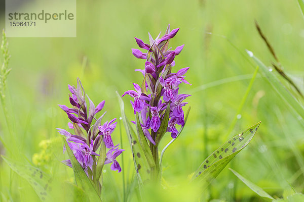 Breitblättriges Knabenkraut (Dactylorhiza majalis)