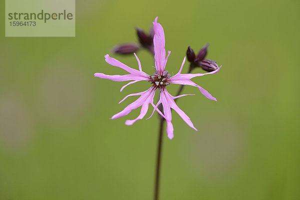 Kuckucks-Lichtnelke (Lychnis flos-cuculi)