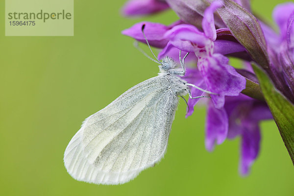 Kleiner Kohlweißling (Pieris rapae) auf Breitblättrigem Knabenkraut (Dactylorhiza majalis)