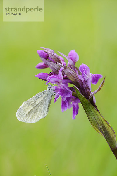 Kleiner Kohlweißling (Pieris rapae) auf Breitblättrigem Knabenkraut (Dactylorhiza majalis)