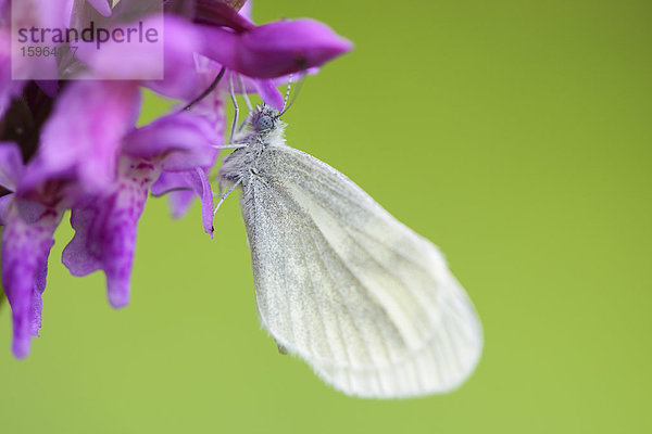 Kleiner Kohlweißling (Pieris rapae) auf Breitblättrigem Knabenkraut (Dactylorhiza majalis)