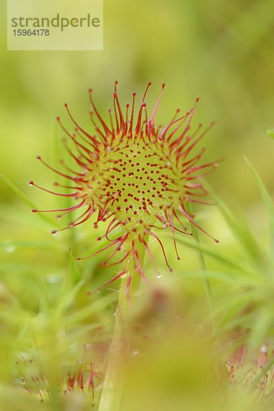 Sonnentau (Drosera rotundifolia)