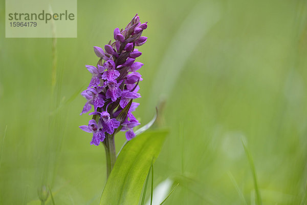 Breitblättriges Knabenkraut (Dactylorhiza majalis)