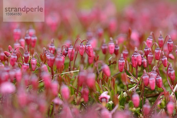 Blühende Gewöhnliche Moosbeere (Vaccinium oxycoccos)