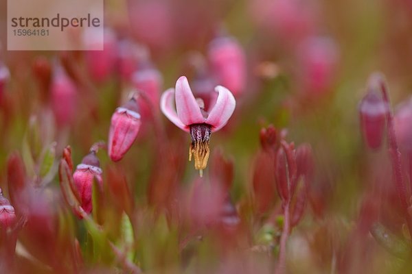 Blühende Gewöhnliche Moosbeere (Vaccinium oxycoccos)