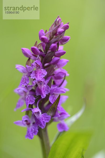 Breitblättriges Knabenkraut (Dactylorhiza majalis)