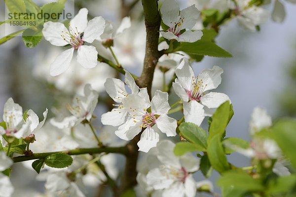 Blüten eines Schlehdorns (Prunus spinosa) im Frühling