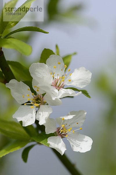 Blüten eines Schlehdorns (Prunus spinosa) im Frühling