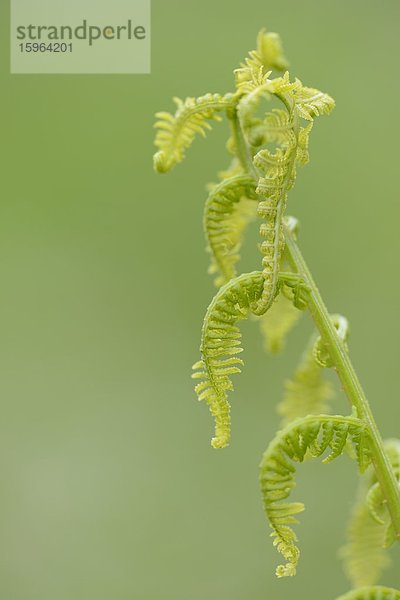 Männliches Farnblatt (Dryopteris filix-mas) im Frühling