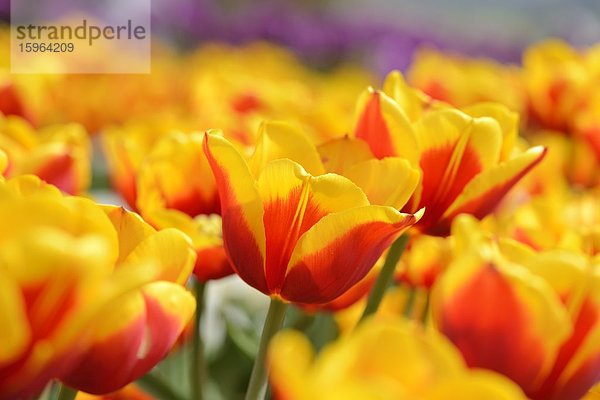 Blühende Tulpen