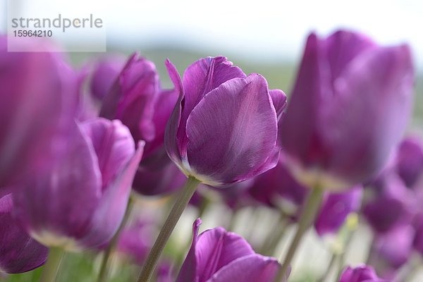 Blühende Tulpen