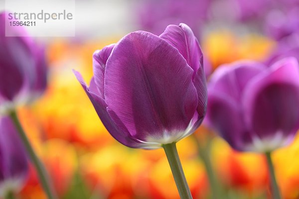 Blühende Tulpen