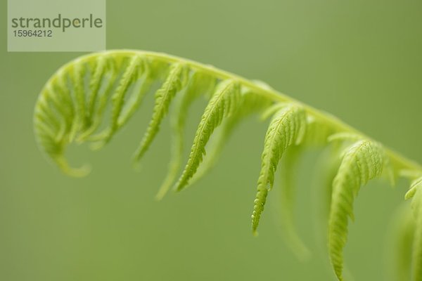 Männliches Farnblatt (Dryopteris filix-mas) im Frühling