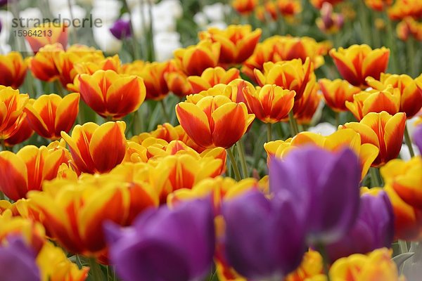 Blühende Tulpen