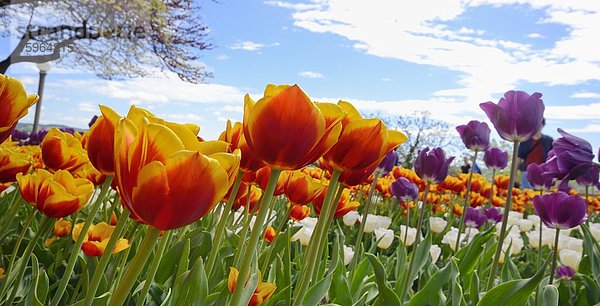 Blühende Tulpen