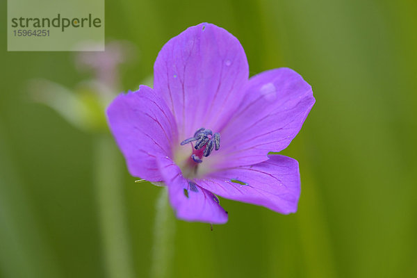 Wald-Storchschnabel (Geranium sylvaticum)